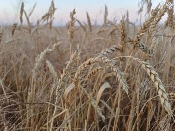 В Каховском округе продолжается уборочная кампания: аграрии работают под обстрелами