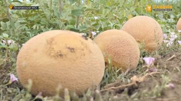 На херсонских полях поспел новый урожай бахчевых