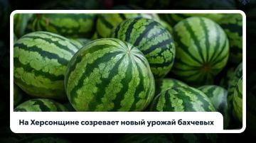 В Херсонской области стартовал сезон сбора бахчевых