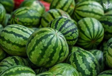 В Херсонской области созревает новый урожай бахчевых