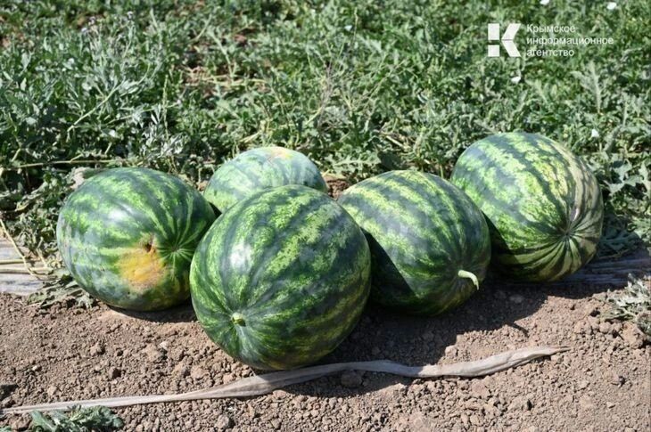 В Крыму скоро появятся херсонские арбузы