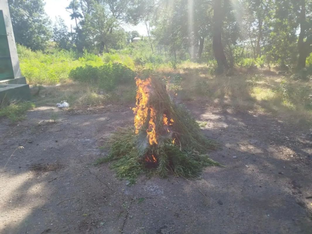 Дым над Андроновкой: в Скадовском округе силовики пустили по ветру 250 кустов конопли Дым над Андроновкой: в Скадовском округе силовики пустили по ветру 250 кустов конопли