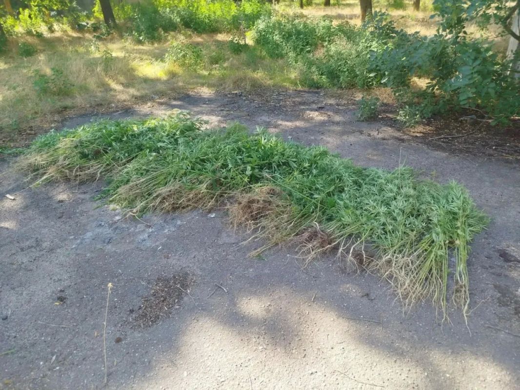 Дым над Андроновкой: в Скадовском округе силовики пустили по ветру 250 кустов конопли Дым над Андроновкой: в Скадовском округе силовики пустили по ветру 250 кустов конопли