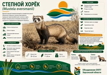 Степной хорёк: невидимый хранитель равновесия