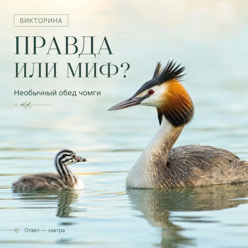 Викторина «Правда или миф»: Необычный обед чомги