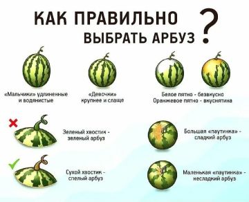 Август время арбузов. А конкретно 3 августа –День арбуза