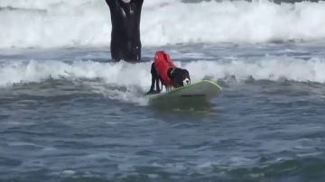 � ���������� ������ ��������� ��������� �����-������������