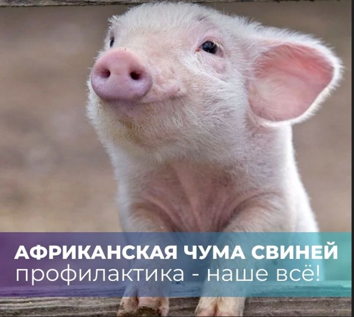 Африканская чума свиней (АЧС): что нужно знать каждому владельцу животных