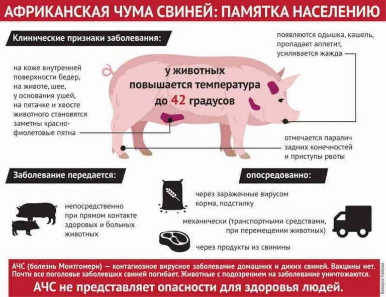 Африканская чума свиней (АЧС): что нужно знать каждому владельцу животных Африканская чума свиней (АЧС): что нужно знать каждому владельцу животных