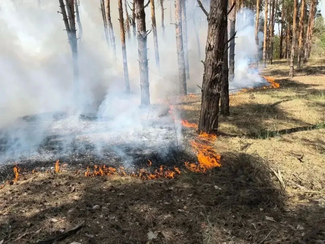 В Голопристанском лесхозе ликвидировали три пожара после атак ВСУ В Голопристанском лесхозе ликвидировали три пожара после атак ВСУ