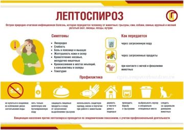 Лептоспироз: чем опасен и как защитить себя