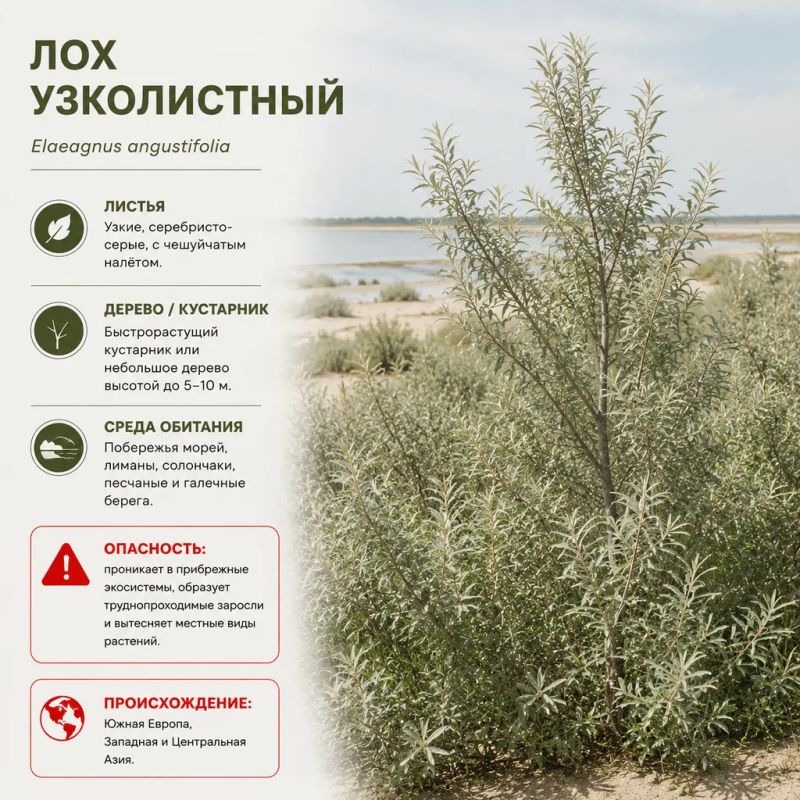 Чужеродные растения наступают: какие инвазивные деревья и кустарники угрожают природной экосистеме Херсонщины Чужеродные растения наступают: какие инвазивные деревья и кустарники угрожают природной экосистеме Херсонщины