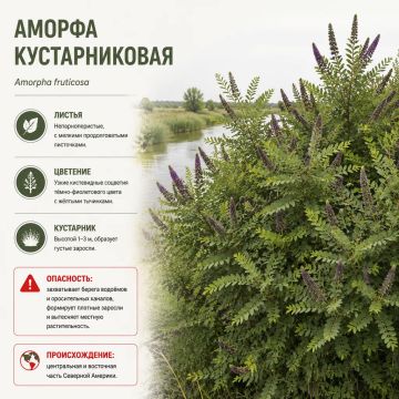 Чужеродные растения наступают: какие инвазивные деревья и кустарники угрожают природной экосистеме Херсонщины