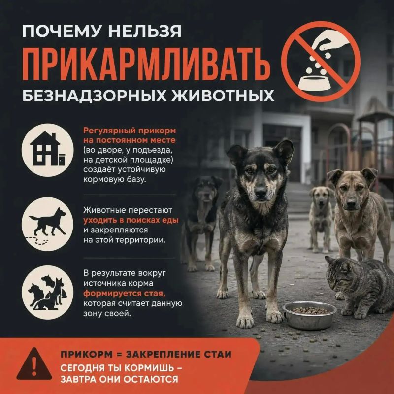 #памятка. Постоянный прикорм — почему это опасно для дворов и площадок? Когда мы подкармливаем безнадзорных животных возле дома или на детской площадке, кажется, что это добрый поступок