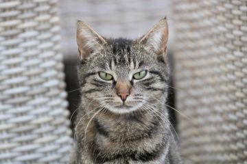 Москвич заплатит 654 тысячи рублей из-за кошки, которая затопила соседей
