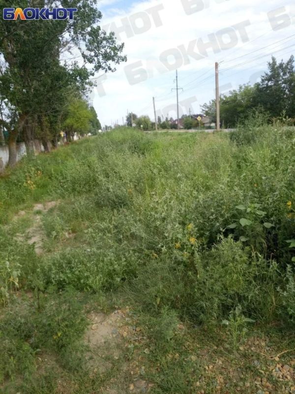 Сорняки и амброзию на улице Пасечника в Скадовске обещают убрать до завтра Сорняки и амброзию на улице Пасечника в Скадовске обещают убрать до завтра