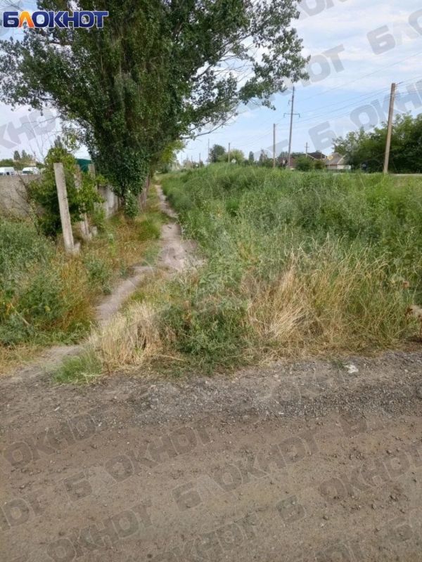 Сорняки и амброзию на улице Пасечника в Скадовске обещают убрать до завтра Сорняки и амброзию на улице Пасечника в Скадовске обещают убрать до завтра
