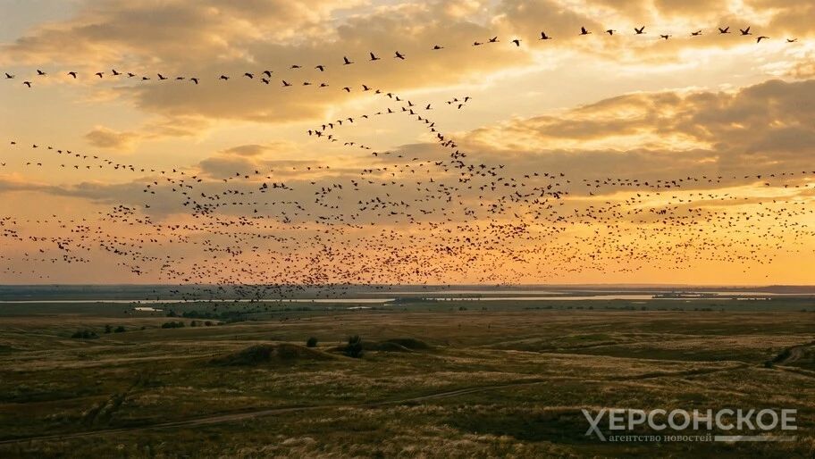 В Херсонской области наблюдается пролет птиц к местам зимовки