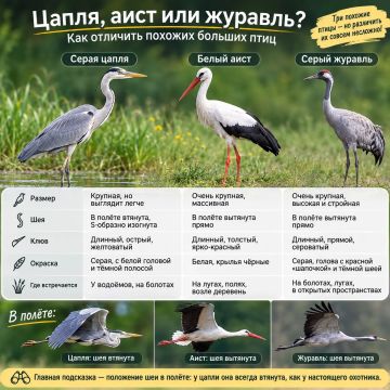 Как узнать птицу за три секунды