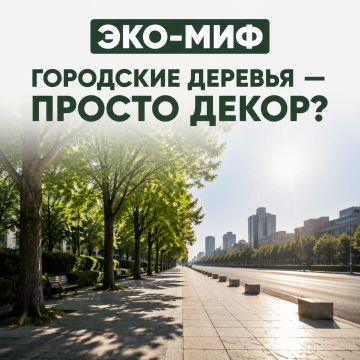 ЭКО-МИФ: городские деревья — это просто декор