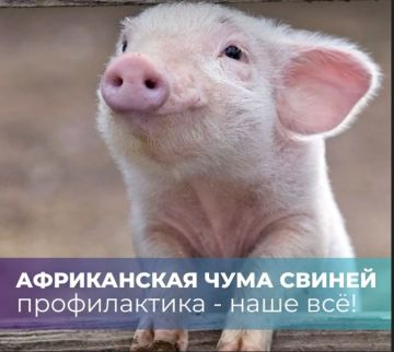 Африканская чума свиней (АЧС): что нужно знать каждому владельцу животных