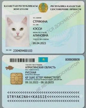Котам в Казахстане начали выдавать паспорта
