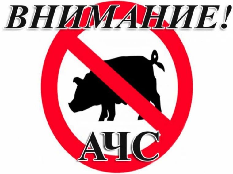 Памятка для населения: Африканская чума свиней (АЧС)