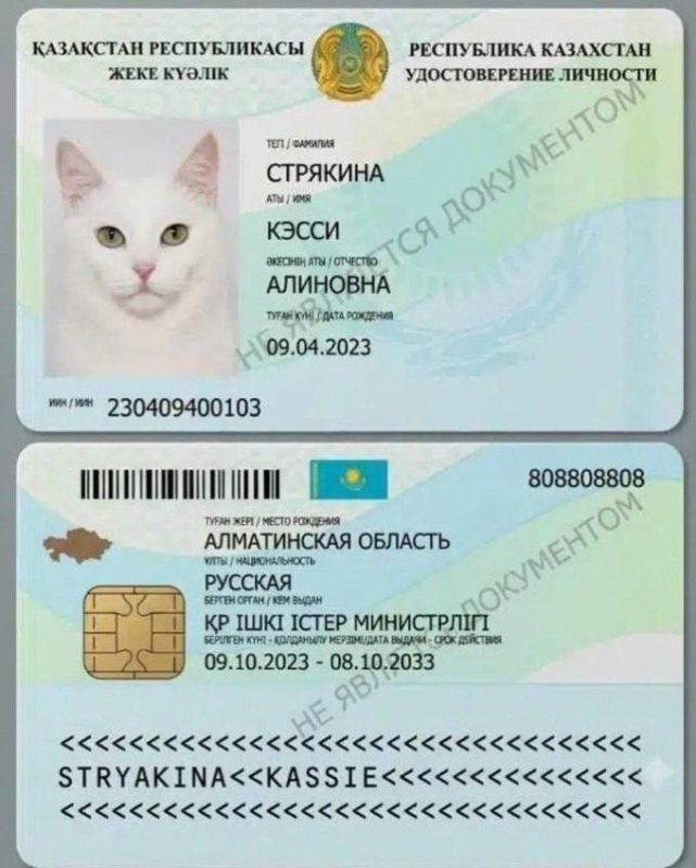Котам в Казахстане начали выдавать паспорта