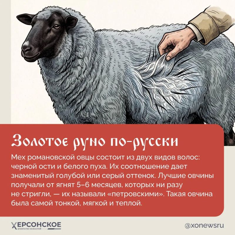 «Весу в нем четыре фунта, а жару — что от четырех печей» — так в народе говорили о романовском полушубке «Весу в нем четыре фунта, а жару — что от четырех печей» — так в народе говорили о романовском полушубке
