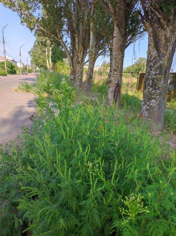 Амброзия в Скадовске: проблема, требующая немедленного решения