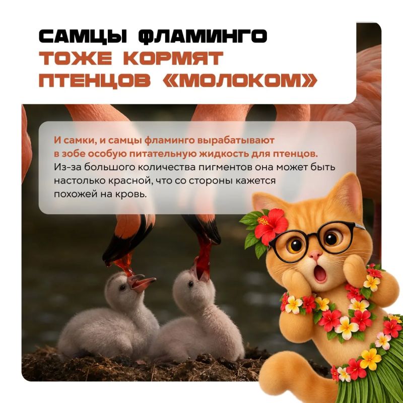 Акулы появились раньше деревьев, следы на Луне могут сохраняться миллионы лет, а у Сатурна есть спутник в форме равиоли Акулы появились раньше деревьев, следы на Луне могут сохраняться миллионы лет, а у Сатурна есть спутник в форме равиоли