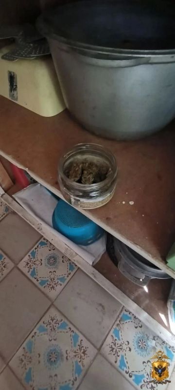 Садовод-любитель из Счастливцево устроил в своей теплице оранжерею с коноплей Садовод-любитель из Счастливцево устроил в своей теплице оранжерею с коноплей