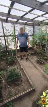 Садовод-любитель из Счастливцево устроил в своей теплице оранжерею с коноплей