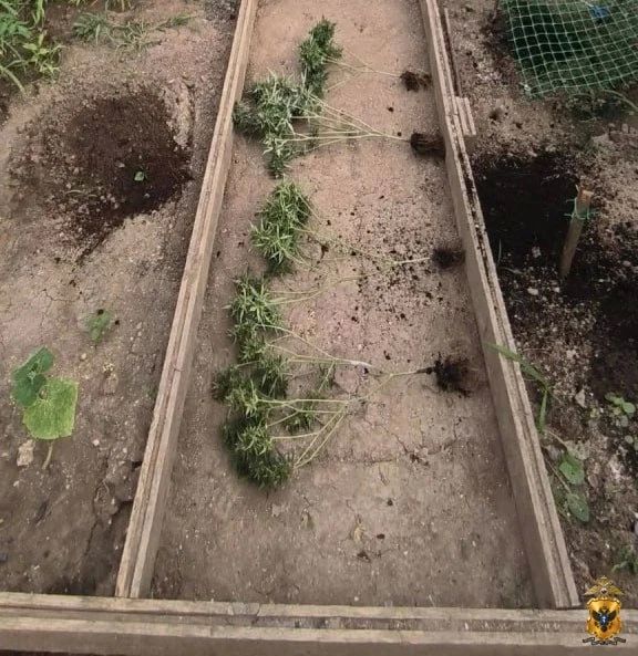 В Геническом округе полицейские обнаружили кусты конопли в теплице местного жителя В Геническом округе полицейские обнаружили кусты конопли в теплице местного жителя