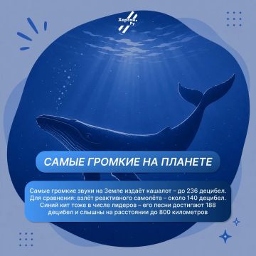 А вы знали…. что горбатые киты – одни из самых громких животных на планете