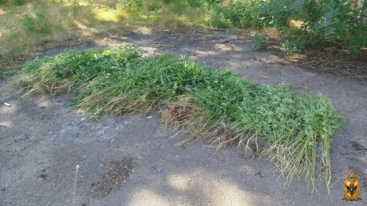 В Херсонской области подведены итоги оперативно-профилактической операции «Мак» В Херсонской области подведены итоги оперативно-профилактической операции «Мак»