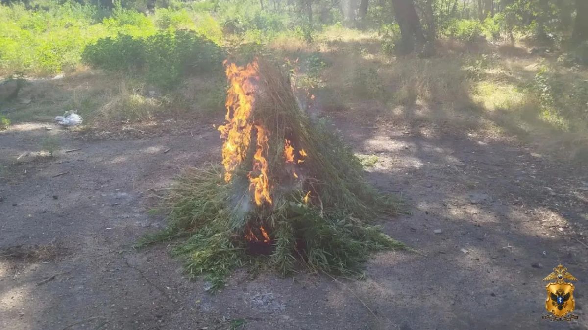 В Херсонской области подведены итоги оперативно-профилактической операции «Мак» В Херсонской области подведены итоги оперативно-профилактической операции «Мак»