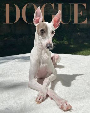 Vogue ������ ����� �������� ������ � ����