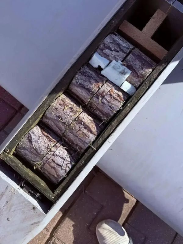 Вражеские мины маскируют под пеньки