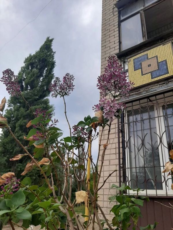 В Херсоне в конце августа снова зацвела сирень В Херсоне в конце августа снова зацвела сирень