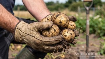 ЭКСКЛЮЗИВ Урожай картофеля в Херсонской области может составить 9,4 тонны