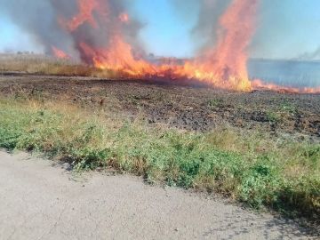 Огонь остановили в шаге от леса