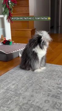 А когда дома нет света и воды, с какой лапы вообще вставать?
