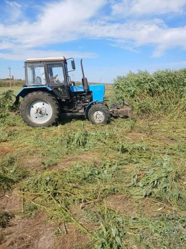 В Верхнем Рогачике по обращению жительницы посёлка убрали опасный сорняк