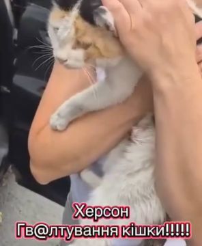 Зверство в Херсоне: изверг пытался надругаться над кошкой — полиция бездействует