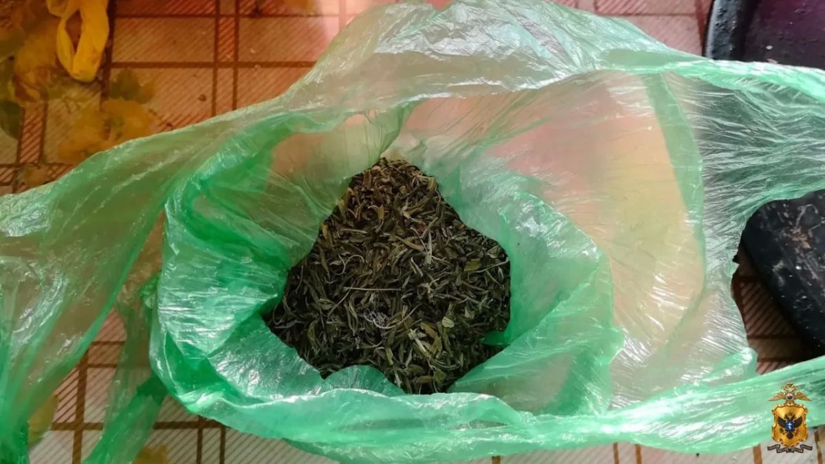 В Скадовском округе полицейские изъяли растительный наркотик у местного жителя В Скадовском округе полицейские изъяли растительный наркотик у местного жителя