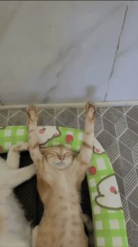 ������ ���������� ����, ������!
