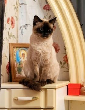 В Геническе пропала кошка Молли