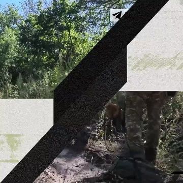 «Собака может подорваться. Поэтому сначала нужно отработать "кошкой"»