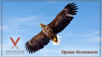 Орлан-белохвост — одна из самых крупных хищных птиц России